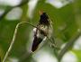 Hummingbird Garden Photo: Black-Crested Coquette